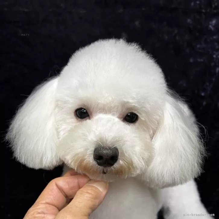 ID:2408-01888の子犬