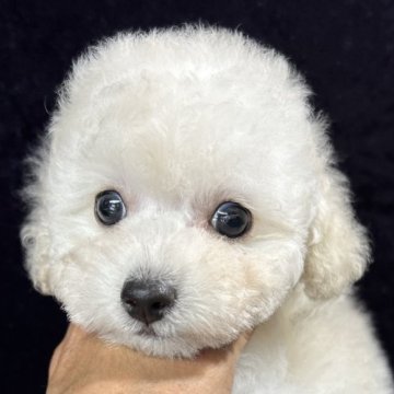 タイニープードル【滋賀県・男の子・2025年3月10日・ホワイト】の写真「甘えたで可愛い性格の穏やかな男の子です」