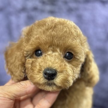 トイプードル(トイ)【滋賀県・男の子・2025年2月26日・アプリコット】の写真「とても甘えたで性格も◎、欠点もありません」