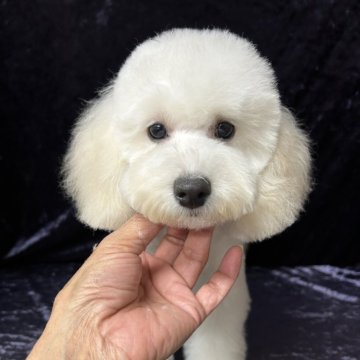 トイプードル(トイ)【滋賀県・男の子・2025年6月24日・ホワイト】の写真「真っ白な毛色で毛量抜群❗️」