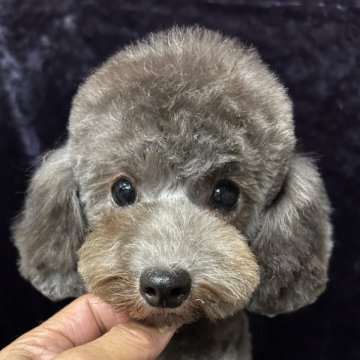 タイニープードル【滋賀県・女の子・2025年4月10日・グレー】の写真「とても可愛いシルバーの女の子💓」