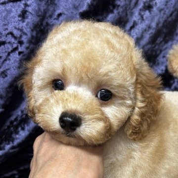 タイニープードル【滋賀県・男の子・2025年6月14日・クリーム】の写真「甘えたで人懐こい男の子です」