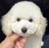 トイプードル(トイ)