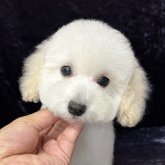 トイプードル(タイニー)