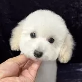 タイニープードル