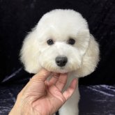 トイプードル(トイ)