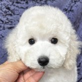 トイプードル(トイ)