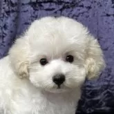 タイニープードル