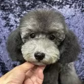 トイプードル(トイ)