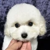 タイニープードル