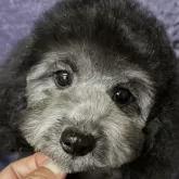 トイプードル(トイ)