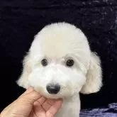 トイプードル(トイ)【滋賀県・男の子・2024年8月16日・クリーム】の写真1