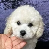 トイプードル(トイ)【滋賀県・女の子・2024年10月9日・クリーム】の写真1