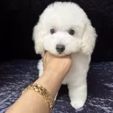 トイプードル(トイ)【滋賀県・男の子・2025年6月24日・ホワイト】の写真2