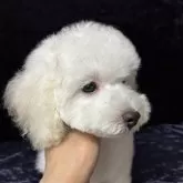 トイプードル(トイ)【滋賀県・男の子・2025年6月24日・ホワイト】の写真3