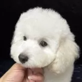 トイプードル(トイ)【滋賀県・男の子・2025年6月24日・ホワイト】の写真4