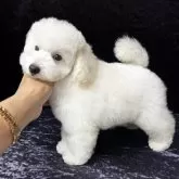 トイプードル(トイ)【滋賀県・男の子・2025年6月24日・ホワイト】の写真5