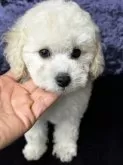 トイプードル(トイ)【滋賀県・女の子・2024年10月9日・クリーム】の写真9