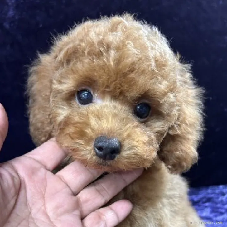 ID：2309-02407の子犬