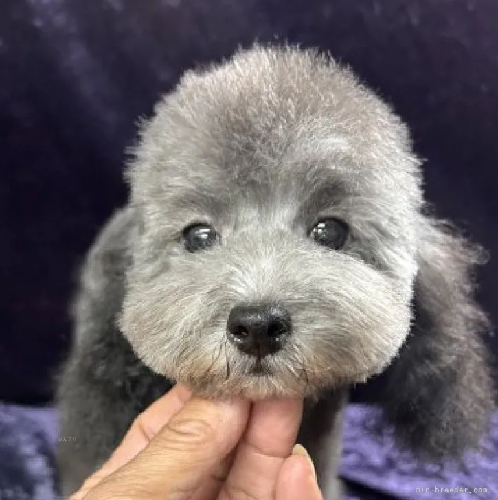 ID:2311-03837の子犬