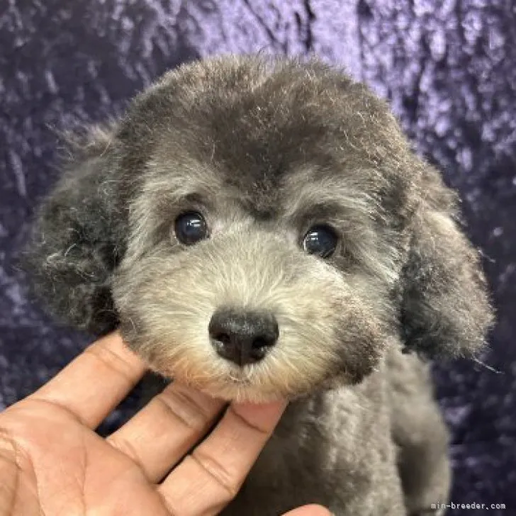 ID：2308-06115の子犬