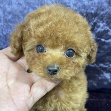 トイプードル(ティーカップ)【滋賀県・女の子・2022年10月5日・レッド】の写真「マイクロティーカップの女の子です💕」