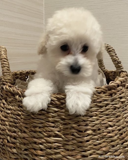 中村　靖子(なかむら　やすこ)ブリーダー(鹿児島県・トイプードル・JKC登録)の紹介写真3