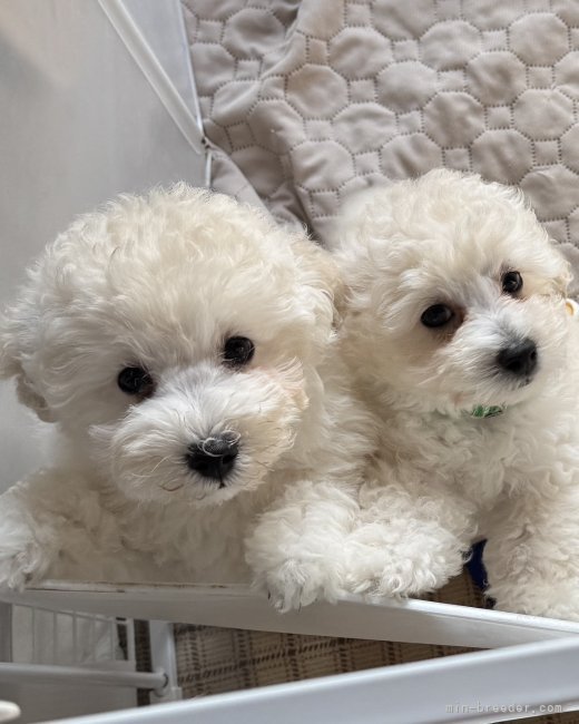 中村　靖子(なかむら　やすこ)ブリーダー(鹿児島県・トイプードル・JKC登録)の紹介写真4