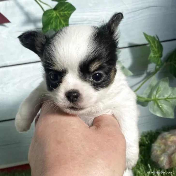 チワワ(ロング)【茨城県・女の子・2025年10月15日・白黒】の写真1