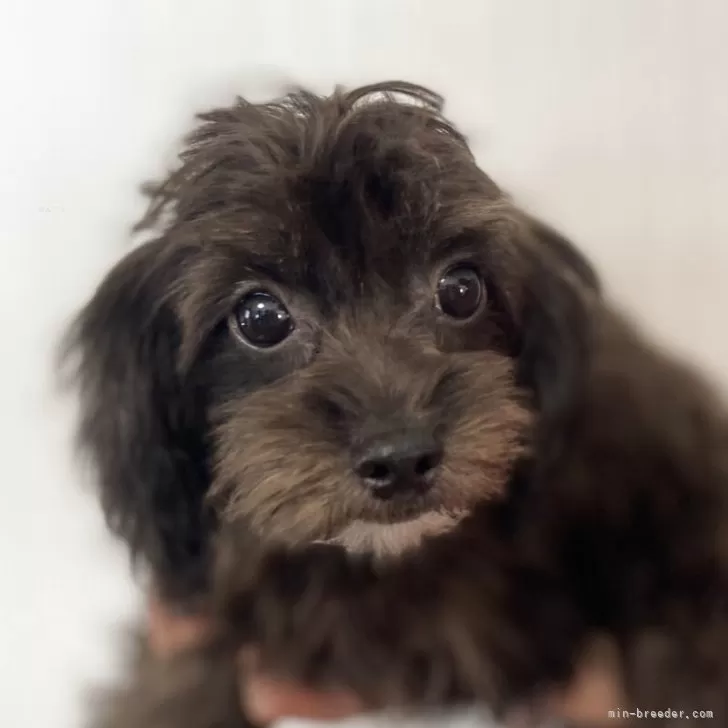 チワプー(チワワ×トイプードル)【茨城県・男の子・2025年5月29日・ブラック】の写真1