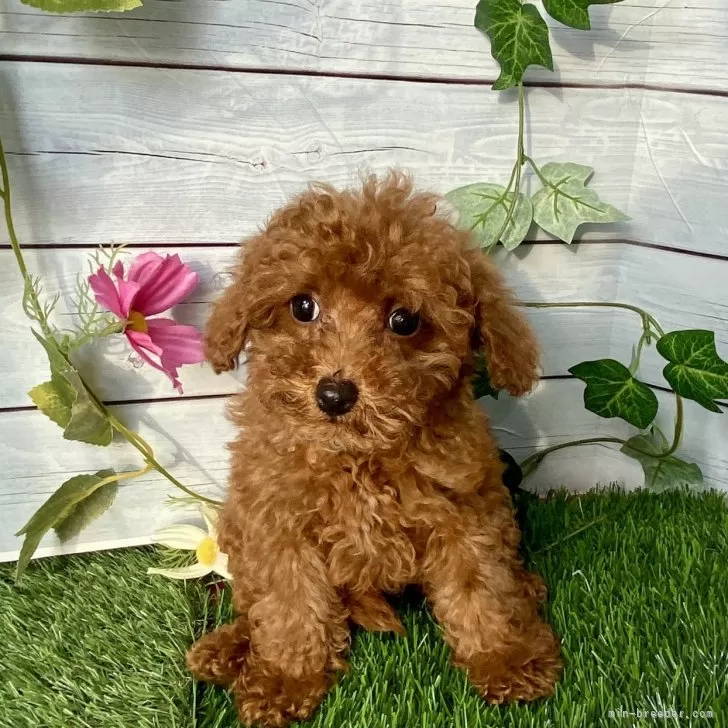 ID：2412-06069の子犬