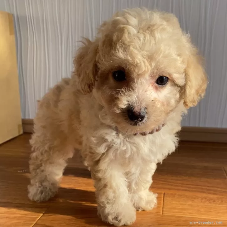 ID:2411-06272の子犬