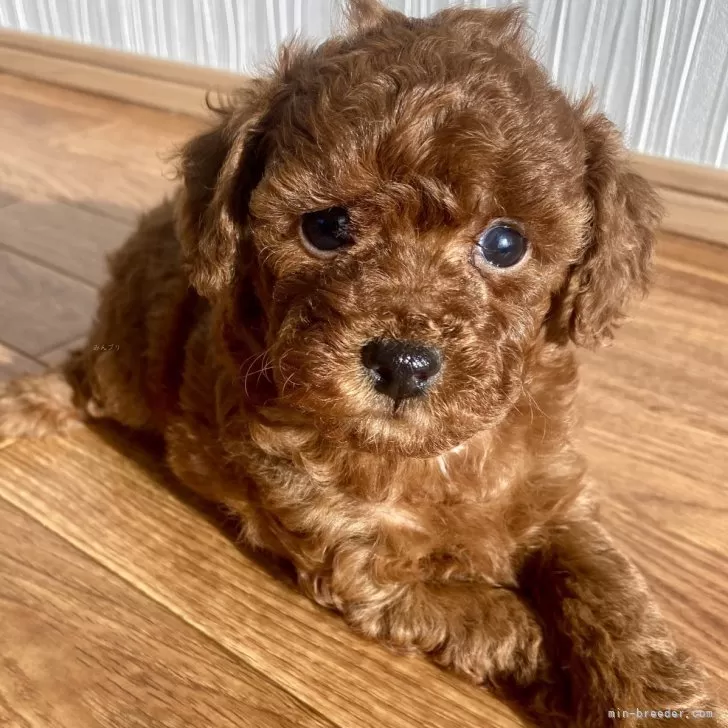 ID：2411-02711の子犬