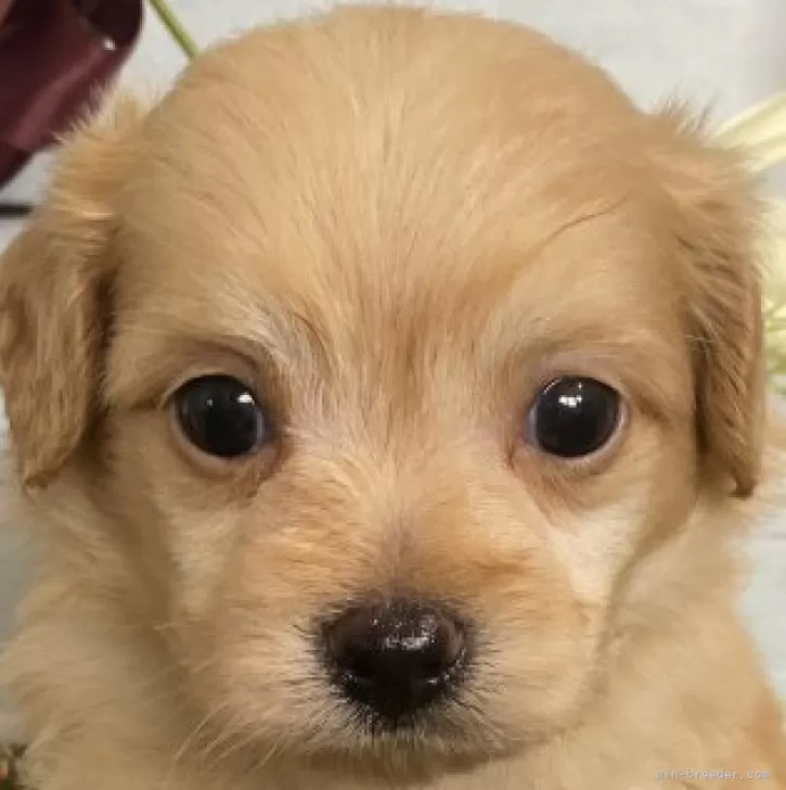 M.N 様のお迎えした子犬