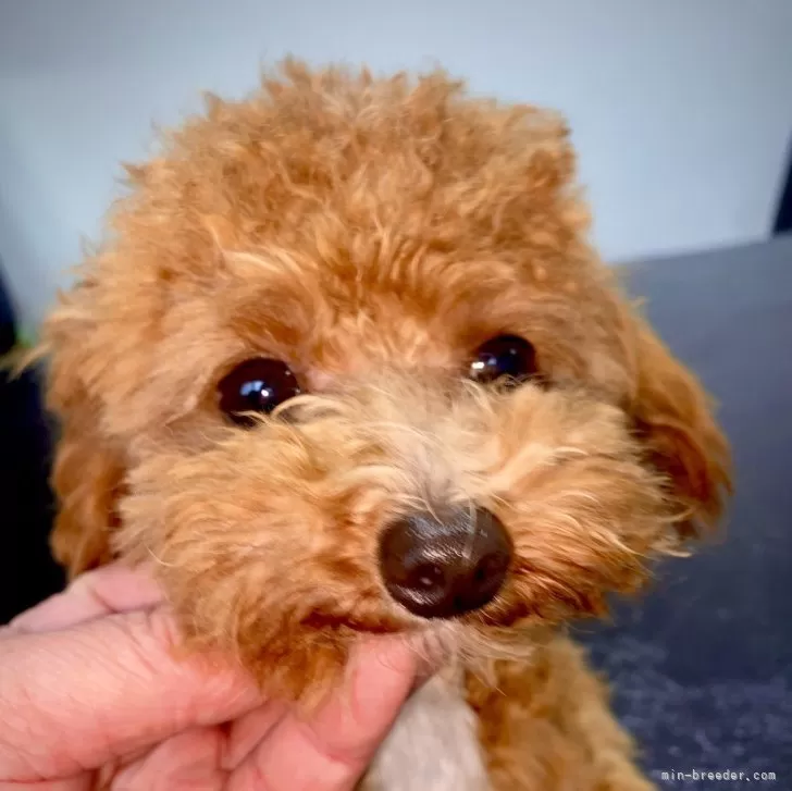 ID:2401-06992の子犬