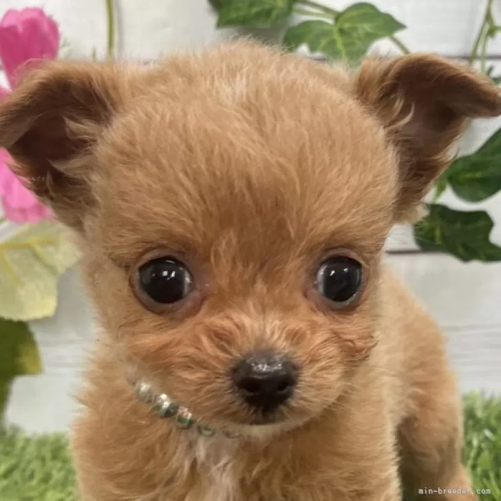 ID：2504-05608の子犬
