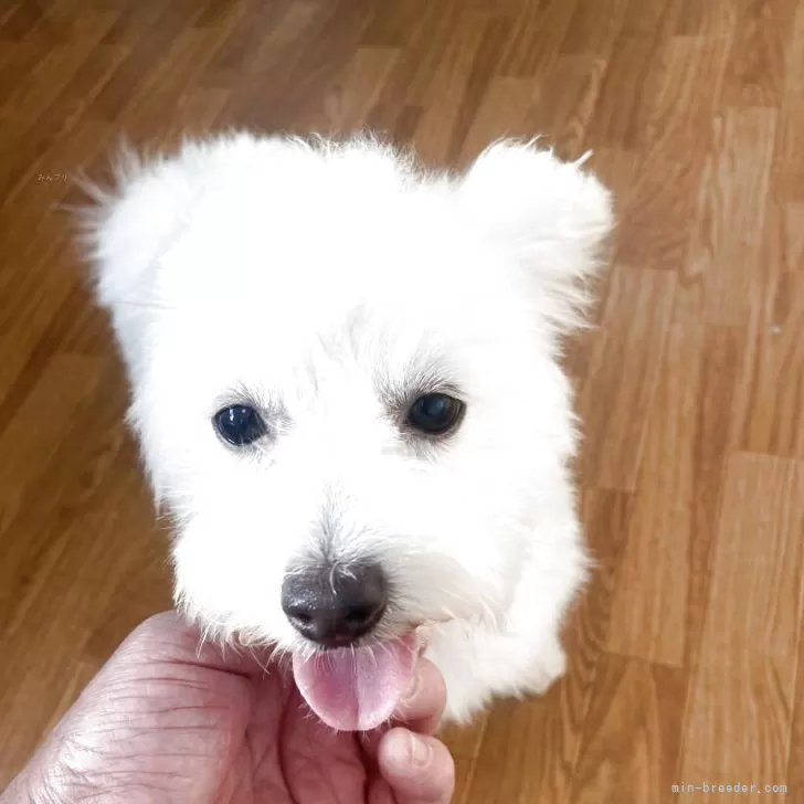 ID:2411-02743の子犬