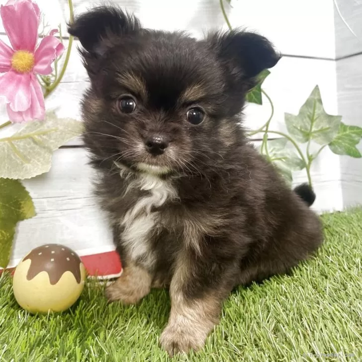 口コミ・レビュー評価が高いおすすめ人気商品の通販 チワワ×チワポメ【茨城県・男の子・2025年3月3日・ブラック アクセサリー