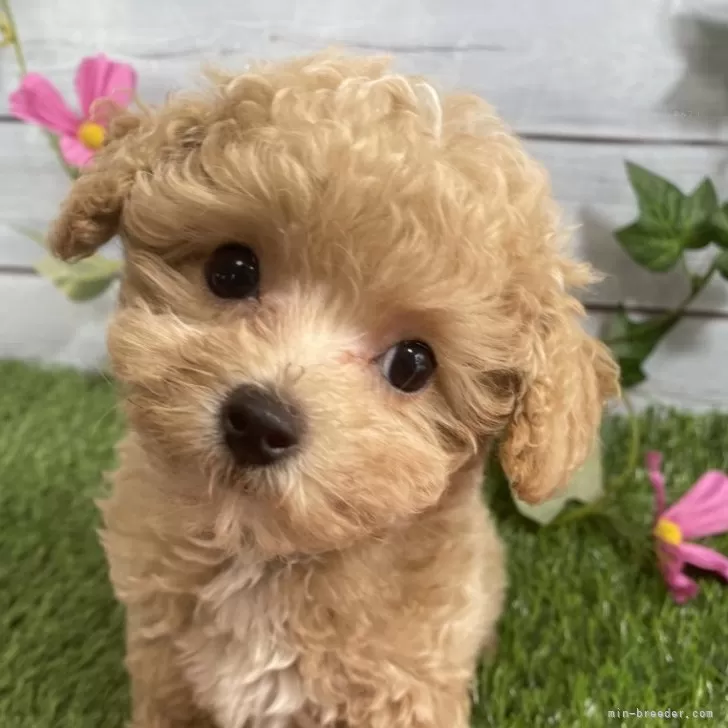 E.H 様のお迎えした子犬
