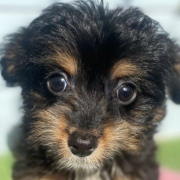 チワプー(チワワ×トイプードル)【茨城県・女の子・2025年8月13日・ブラックタン】の写真「11/19　1600ｇ　ブラックタン」