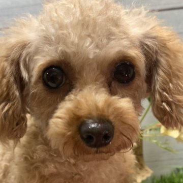 トイプードル(ティーカップ)【茨城県・女の子・2023年11月19日・レッド】の写真「2歳のメッチャ整ったお顔の小さな女の子」