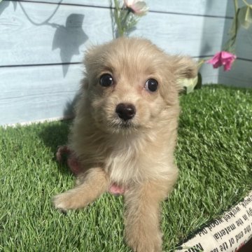 チワプー(チワワ×トイプードル)【茨城県・女の子・2025年8月13日・アプリコット】の写真「コロコロ、可愛い健康な女の子」