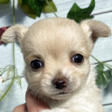 チワワ(ロング)【茨城県・女の子・2025年10月15日・白黒】の写真「今回、沢山産まれた為お安め価格です♪」