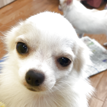 チワワ×チワポメ【茨城県・女の子・2025年3月3日・ホワイト】の写真「10/9約2200g 綺麗な毛並のおとなし女の子」