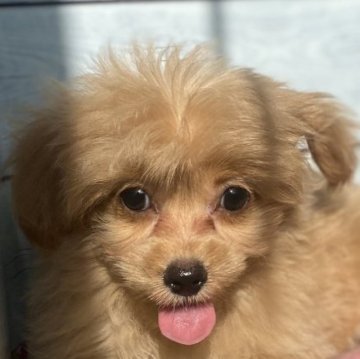 チワプー(チワワ×タイニープードル)【茨城県・女の子・2025年7月19日・アプリコット】の写真「期間限定今回沢山生まれお譲りしますお譲りします」