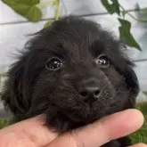 ダップー(トイプードル×ダックスフンド)【茨城県・女の子・2024年11月23日・ブラック】の写真1