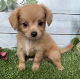 チワワ×チワプー