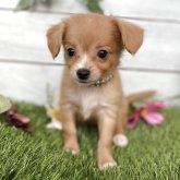 チワワ×チワプー