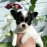 チワワ(ロング)