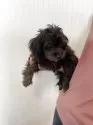 チワプー(チワワ×トイプードル)【茨城県・男の子・2025年5月29日・ブラック】の写真7